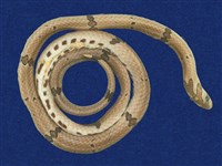 藏品(赤腹松柏根)的圖片